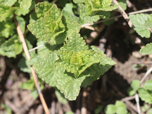 Nettleleaf giant hyssop (Agastache urticifolia)