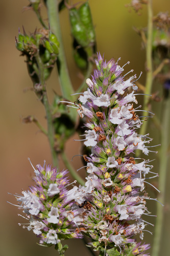 Nettleleaf giant hyssop (Agastache urticifolia)