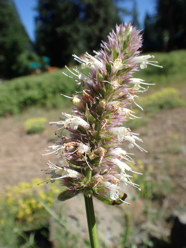 Nettleleaf giant hyssop (Agastache urticifolia)