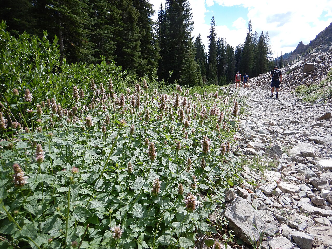Nettleleaf giant hyssop: Agastache urticifolia growing in open dry settings a the forest edge in the Boulder Creek drainage of the Boulder Mountains, Blaine County, Idaho. Agastache is