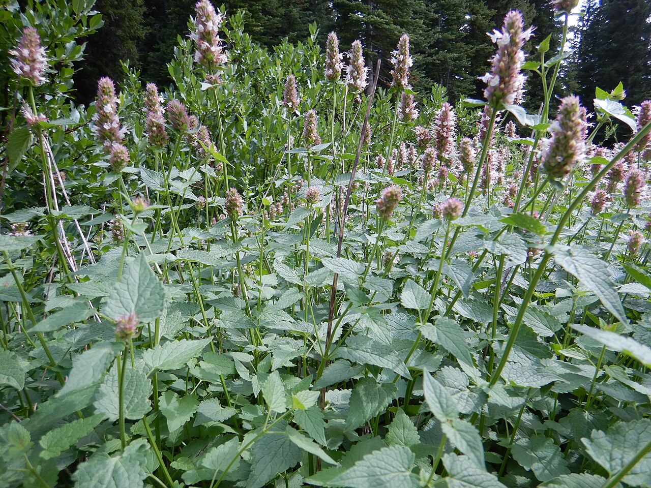Nettleleaf giant hyssop: Agastache urticifolia growing in open dry settings a the forest edge in the Boulder Creek drainage of the Boulder Mountains, Blaine County, Idaho. Agastache is