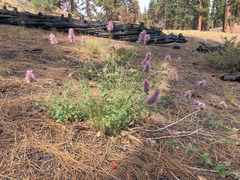 Nettleleaf giant hyssop (Agastache urticifolia)