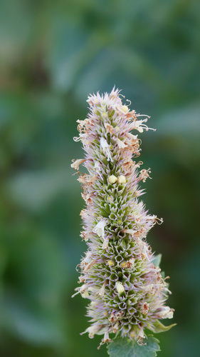 Nettleleaf giant hyssop (Agastache urticifolia)