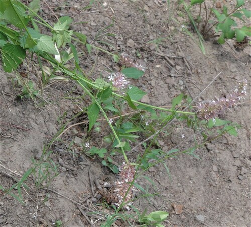 Nettleleaf giant hyssop (Agastache urticifolia)
