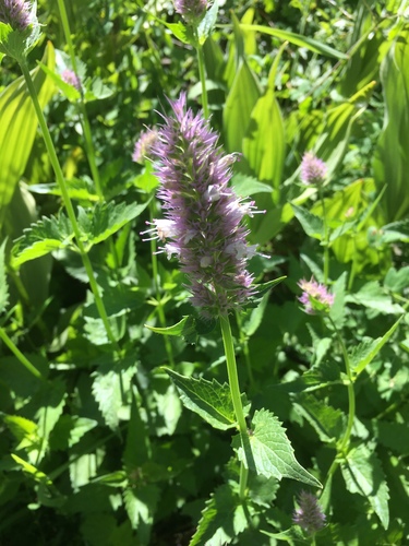 Nettleleaf giant hyssop (Agastache urticifolia)