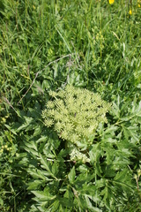 Agasyllis latifolia (Agasyllis latifolia)