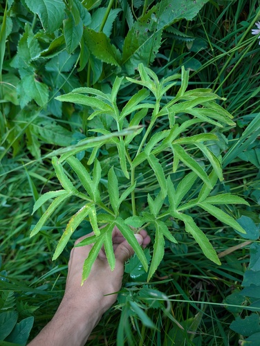 Agasyllis latifolia (Agasyllis latifolia)