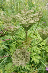 Agasyllis latifolia (Agasyllis latifolia)