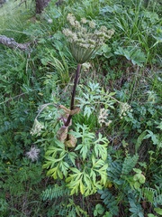 Agasyllis latifolia (Agasyllis latifolia)