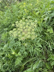 Agasyllis latifolia (Agasyllis latifolia)
