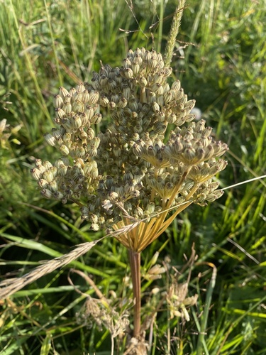 Agasyllis latifolia (Agasyllis latifolia)