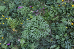 Agasyllis latifolia (Agasyllis latifolia)