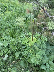 Agasyllis latifolia (Agasyllis latifolia)