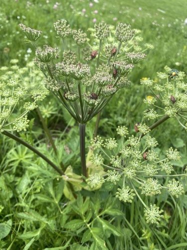 Agasyllis latifolia (Agasyllis latifolia)
