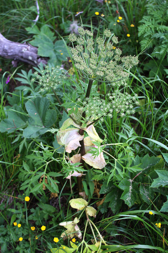 Agasyllis latifolia (Agasyllis latifolia)