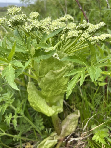 Agasyllis latifolia (Agasyllis latifolia)