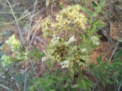 Agathisanthemum bojeri (Agathisanthemum bojeri)