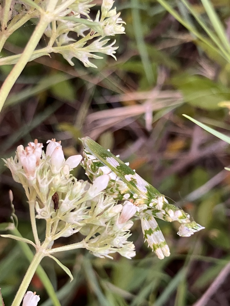 Agathisanthemum bojeri (Agathisanthemum bojeri)