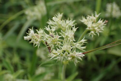 Agathisanthemum bojeri (Agathisanthemum bojeri)