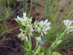 Agathisanthemum bojeri (Agathisanthemum bojeri)