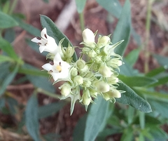 Agathisanthemum bojeri (Agathisanthemum bojeri)