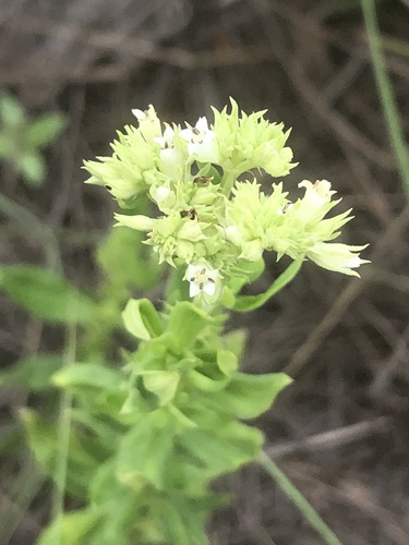 Agathisanthemum bojeri (Agathisanthemum bojeri)