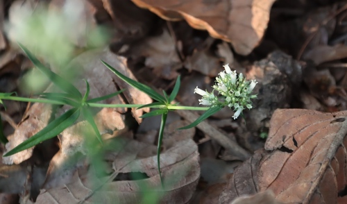 Agathisanthemum bojeri (Agathisanthemum bojeri)