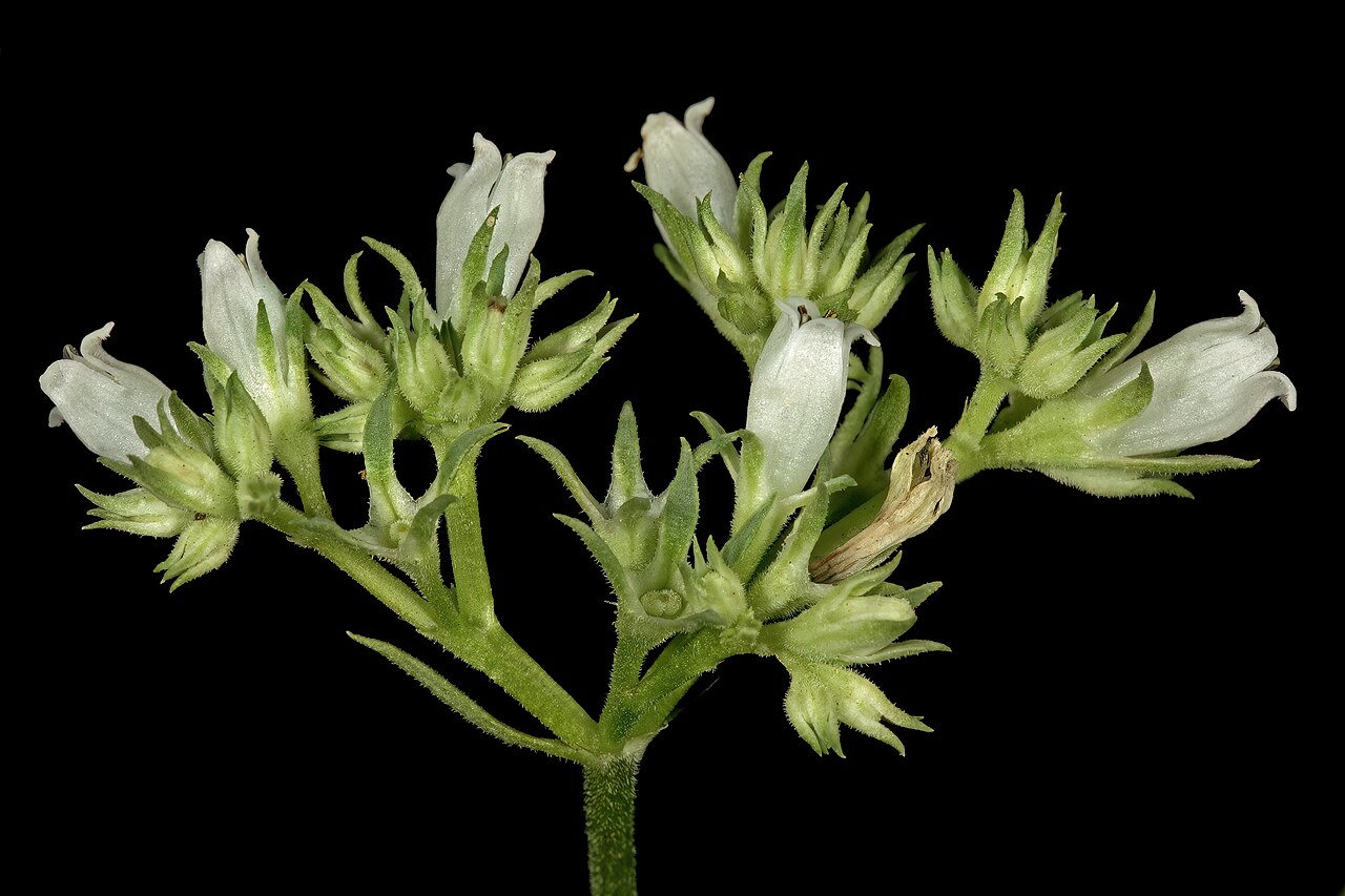 Agathisanthemum bojeri: Agathisanthemum bojeri subsp. bojeri , part of inflorescence; Bobbejaansberg Nature Reserve, Cullinan, Gauteng, South Africa