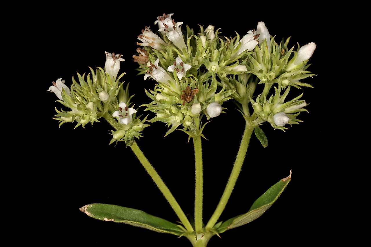 Agathisanthemum bojeri: Agathisanthemum bojeri subsp. bojeri , inflorescence; Lindani game farm near Melkrivier, Vaalwater, Limpopo, South Africa