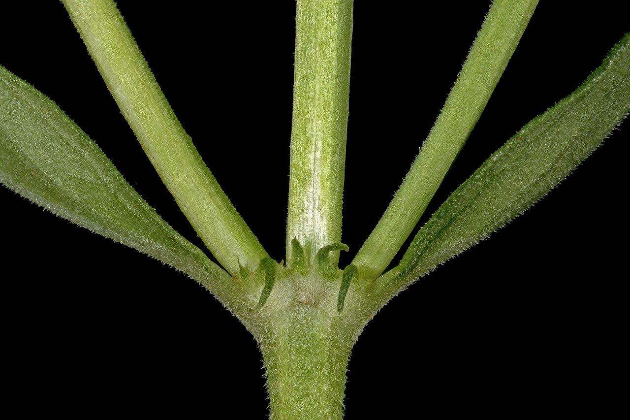 Agathisanthemum bojeri: Agathisanthemum bojeri subsp. bojeri , node showing opposite leaves and fimbriate interpetiolar stipule; Bobbejaansberg Nature Reserve, Cullinan, Gauteng, South