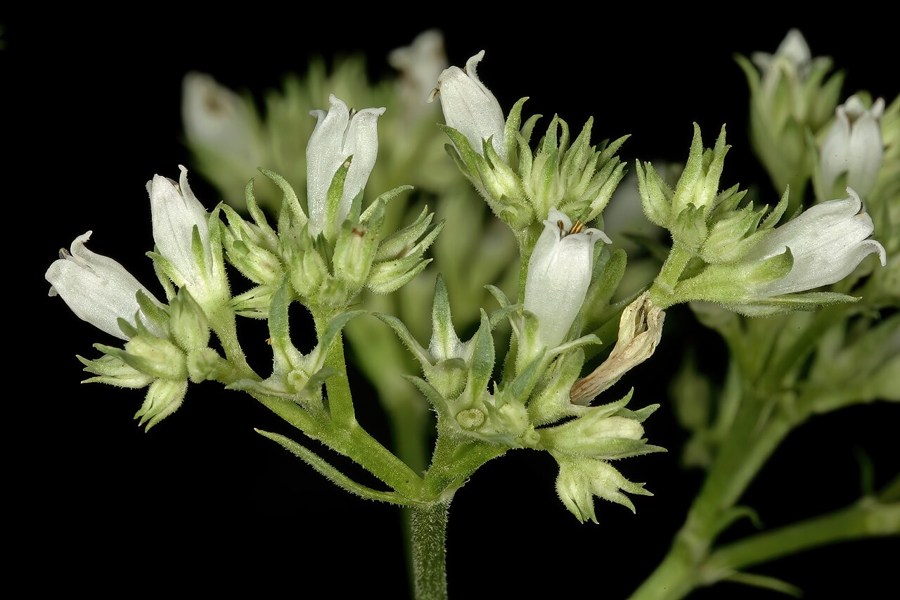 Agathisanthemum bojeri: Agathisanthemum bojeri subsp. bojeri , part of inflorescence; Bobbejaansberg Nature Reserve, Cullinan, Gauteng, South Africa
