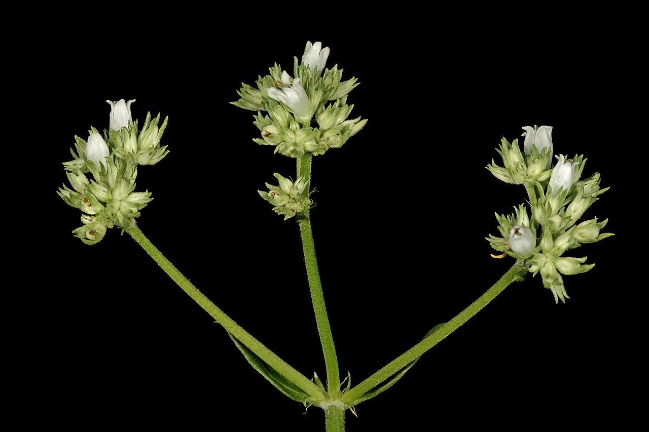 Agathisanthemum bojeri: Agathisanthemum bojeri subsp. bojeri , part of inflorescence; Bobbejaansberg Nature Reserve, Cullinan, Gauteng, South Africa