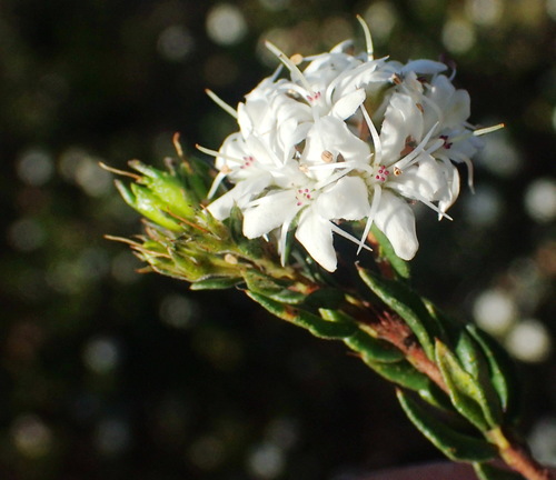Agathosma acutissima (Agathosma acutissima)