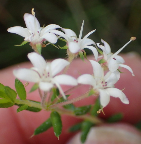 Agathosma acutissima (Agathosma acutissima)
