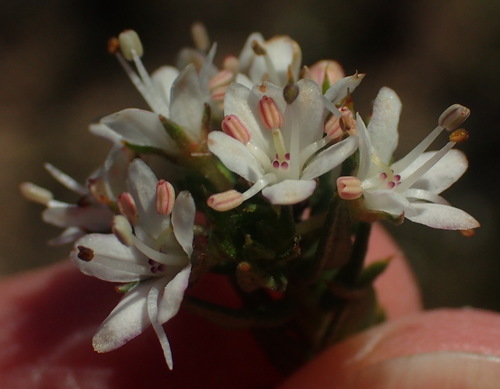 Agathosma acutissima (Agathosma acutissima)