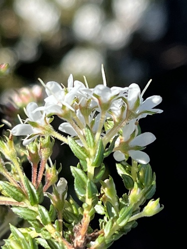 Agathosma acutissima (Agathosma acutissima)