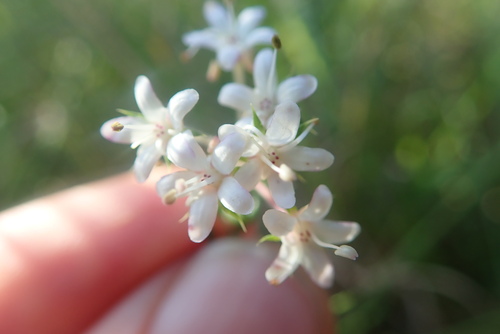 Agathosma acutissima (Agathosma acutissima)
