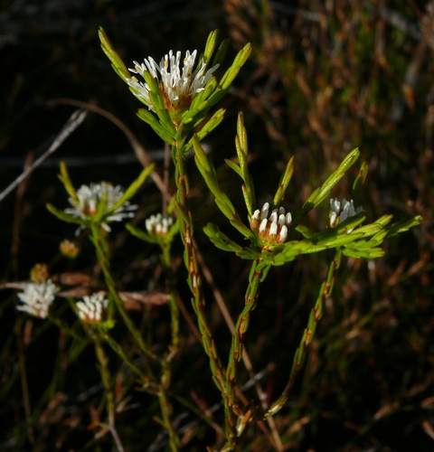 Agathosma aemula (Agathosma aemula)