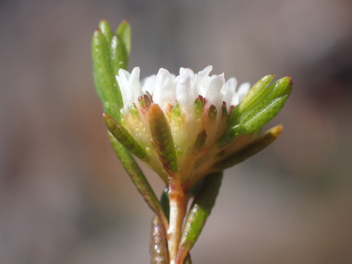 Agathosma aemula (Agathosma aemula)