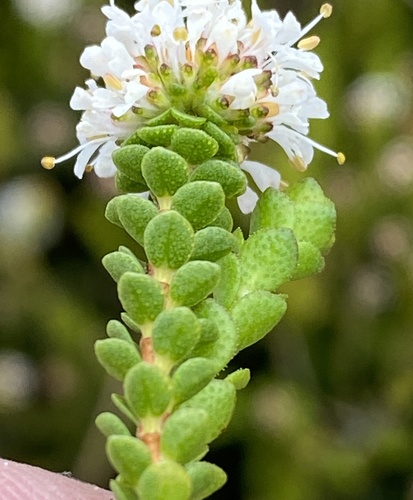 Agathosma alticola (Agathosma alticola)