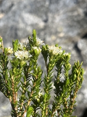 Agathosma anomala (Agathosma anomala)