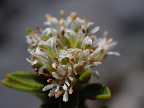 Agathosma anomala (Agathosma anomala)