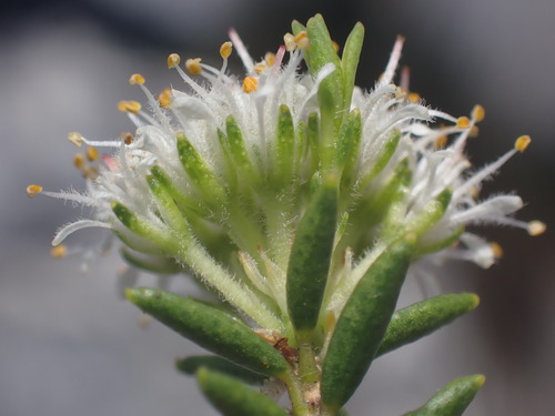 Agathosma anomala (Agathosma anomala)