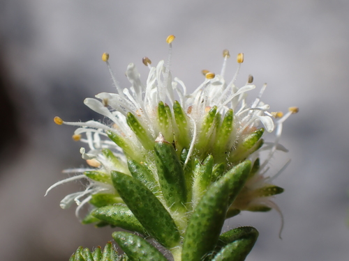 Agathosma anomala (Agathosma anomala)