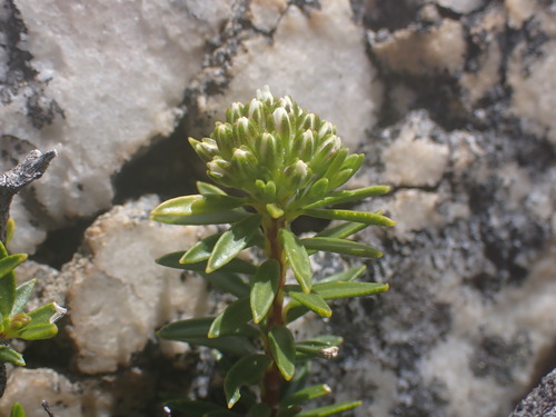 Agathosma anomala (Agathosma anomala)