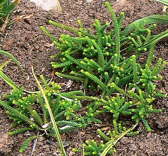 Garlic buchu: Agathosma apiculata - garlic buchu.