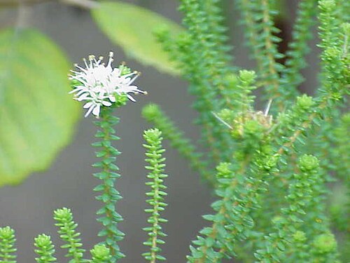 Garlic buchu: Species : Agathosma apiculata Family : Rutaceae Image No. 1
