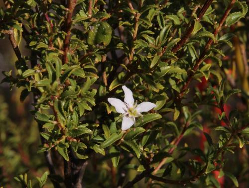 Buchu (Agathosma betulina)