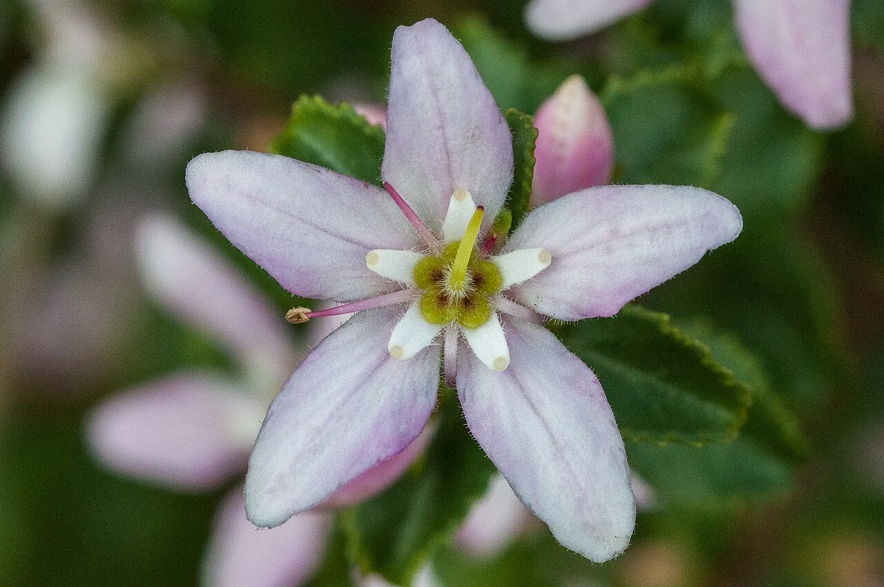 Buchu: Round-leaved Buchu, Agathosma betulina, photographed by Margriet B., on 6 August 2019, Uitkyk river walk, Cederberg, Western Cape province of South Africa