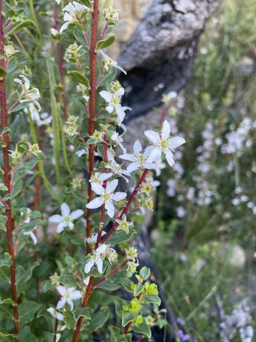 Buchu (Agathosma betulina)